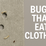 Bugs That Eat Clothes