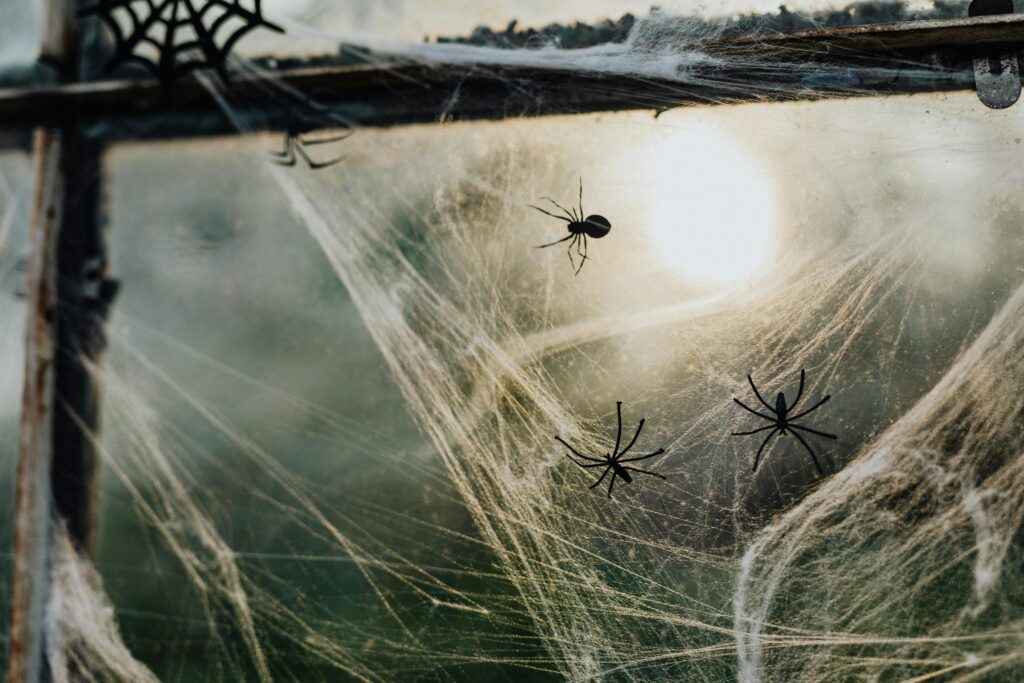 Spiders Indoors