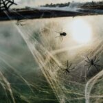 Spiders Indoors