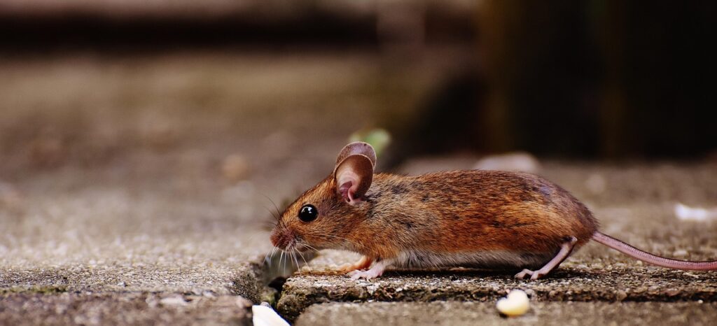 Signs Mice Are in Your Ductwork