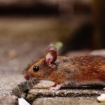 Signs Mice Are in Your Ductwork