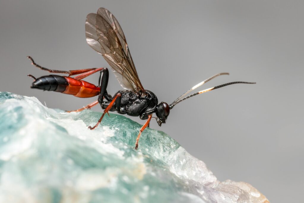 Eco-Friendly Pest Control Options in Aurora: Safe Solutions for Families and Pets