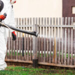 Why Professional Pest Control Services Essential for Homeowners