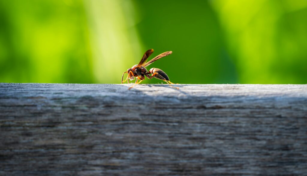 Common DIY Pest Control Mistakes and How Professionals Can Help