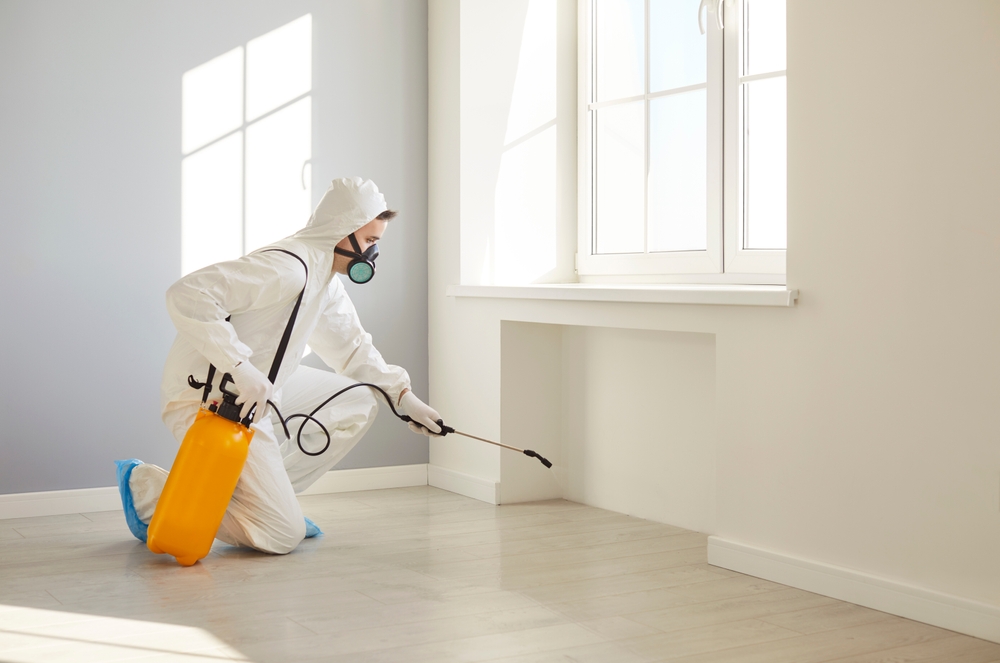 Protect Your Home Today with Professional Bee Removal in Aurora