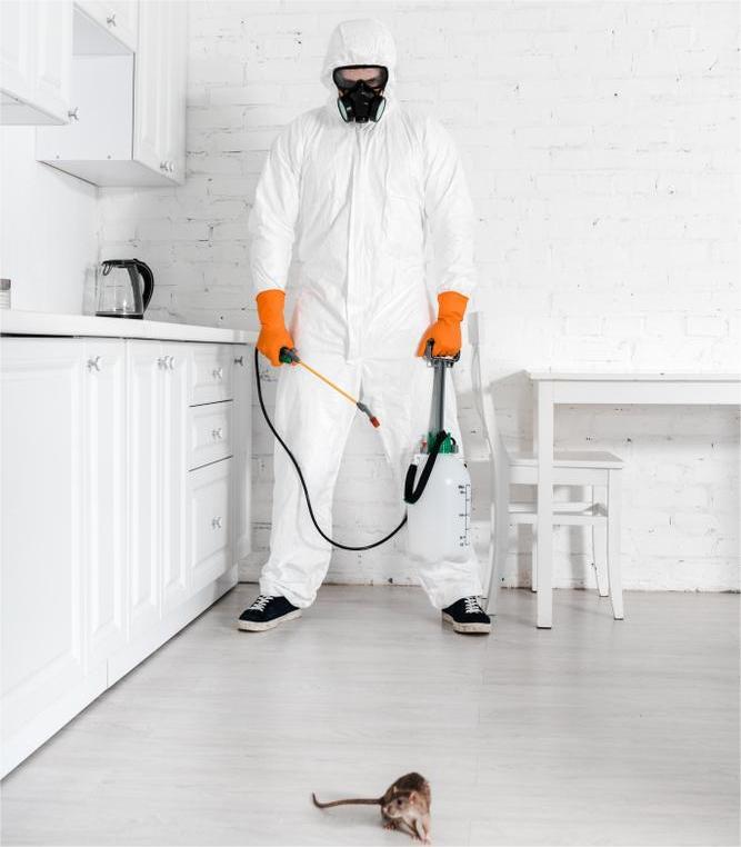 Effective Rat Pest Control Tips for Aurora Homeowners