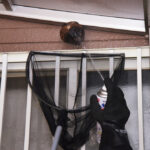 Signs You Need Immediate Wasp Nest Removal Around Your Home