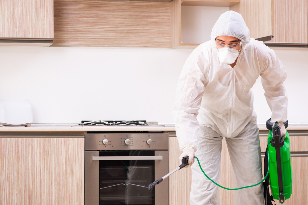 What to Expect During a Professional Pest Inspection in Aurora, IL