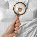 How to Use Bed Bug Killer Spray Effectively
