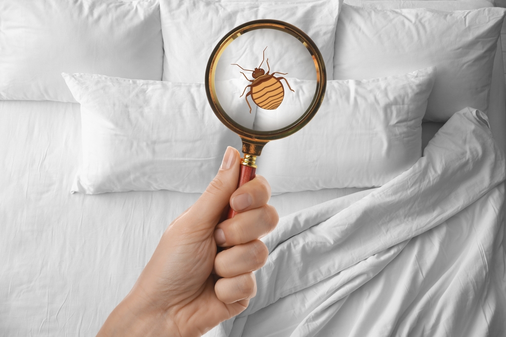 How to Use Bed Bug Killer Spray Effectively