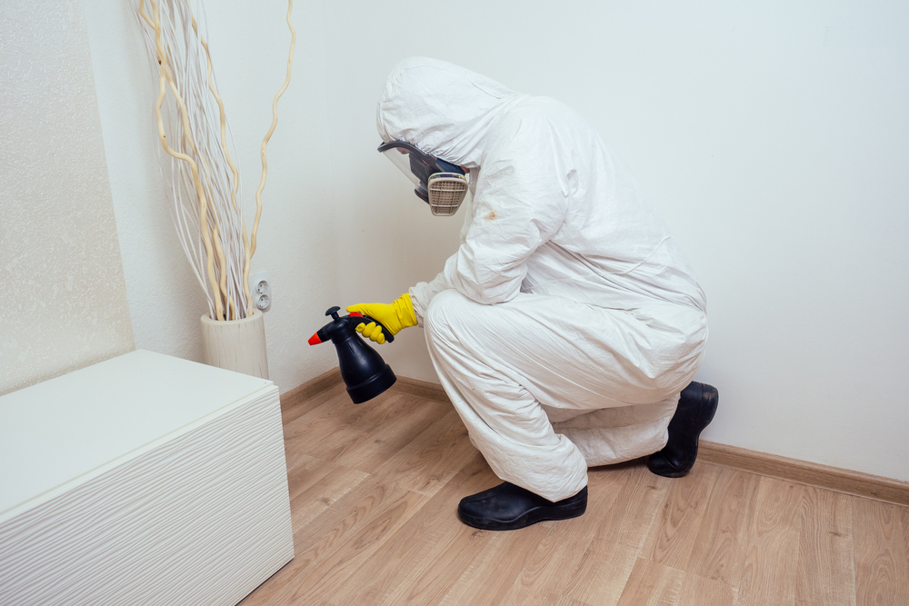 How Mouse Pest Control Protects Your Home from Disease