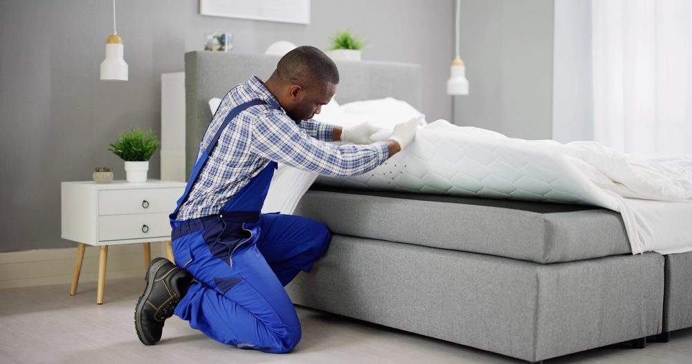 How to Identify and Eliminate Black Bed Bugs?