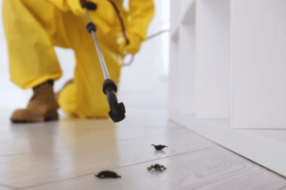 How to Kill Termites Naturally