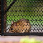 How to Make Mice Traps More Effective at Catching Mice