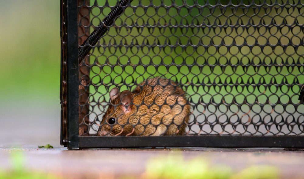 How to Make Mice Traps More Effective at Catching Mice