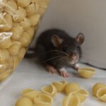 Top Rodent Pest Removal Tips for Aurora Homeowners