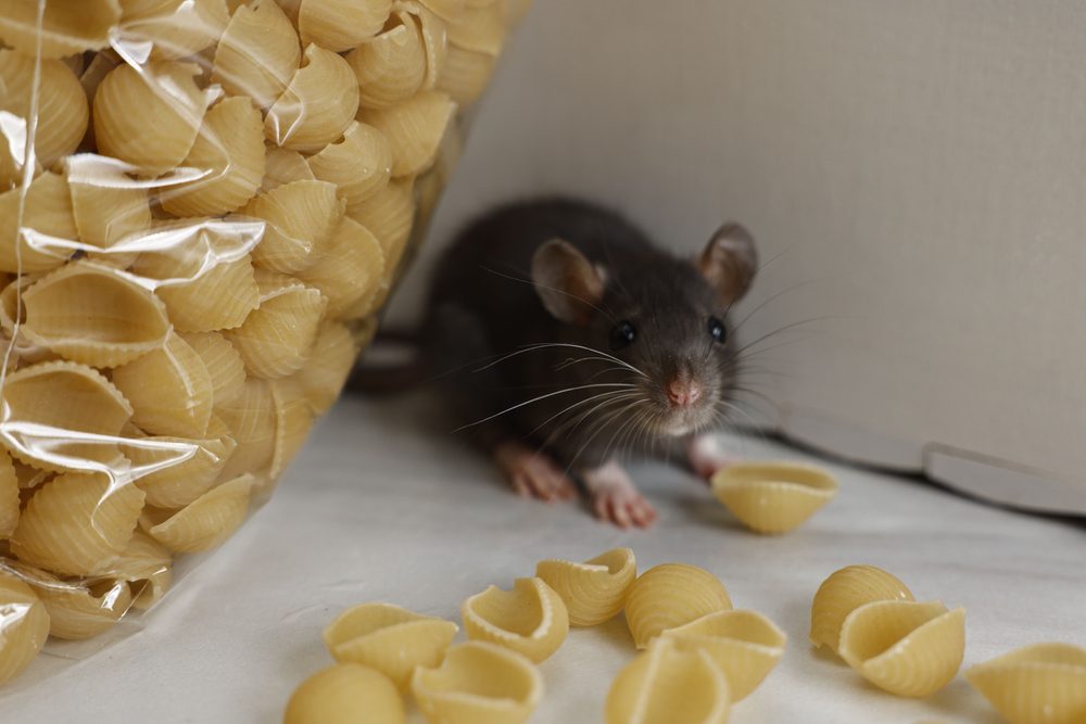 Top Rodent Pest Removal Tips for Aurora Homeowners