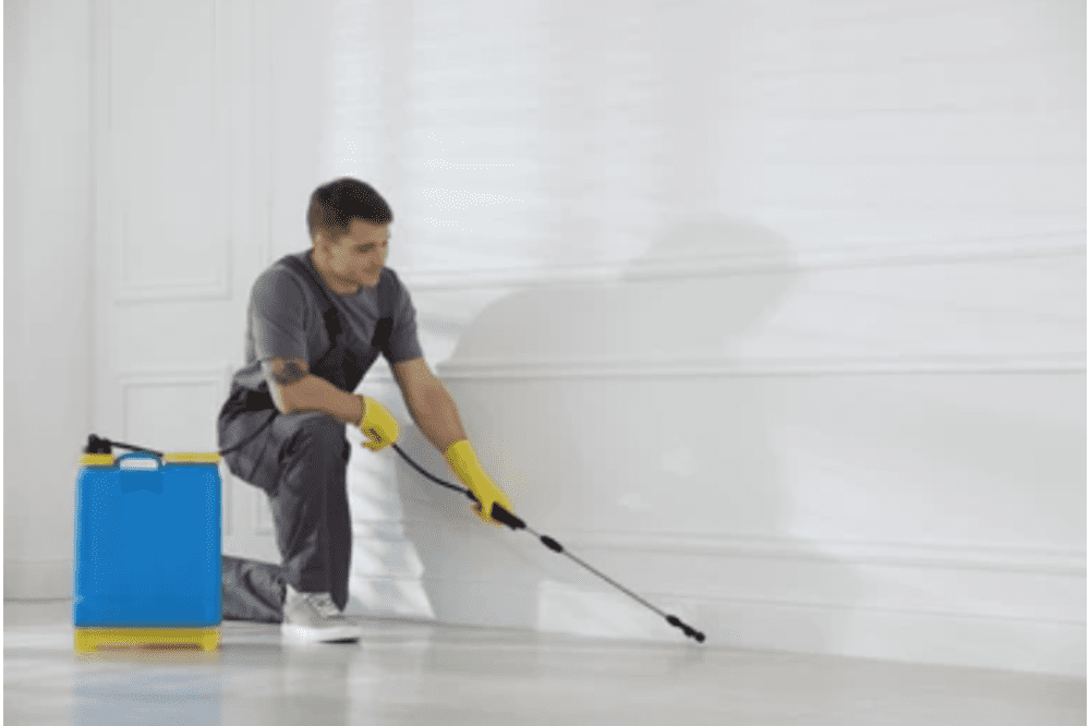 What’s the Best Termite Extermination Service