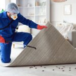How to Identify Carpet Beetle Larva in Your Home