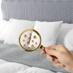 How to Identify a Baby Bed Bug Before an Infestation Starts