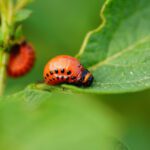 How to Keep Lady Beetles Out of Your House Year-Round