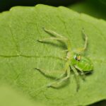 When to Call Pest Control for Green Spiders in Aurora