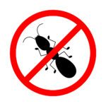 Why Black Ants Invade Homes and How to Stop Them