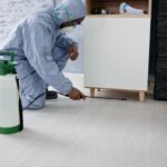 What Are Bat Bugs and How Do You Get Rid of Them