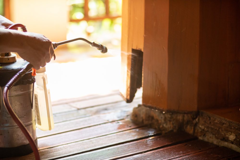 How Do Pest Experts Detect Termite Wood Damage in Aurora