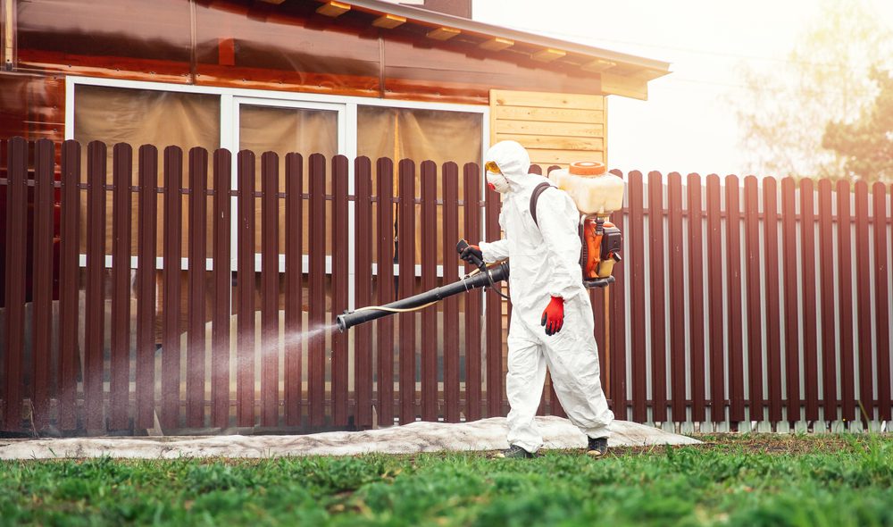 How Do Rodent Control Services Prevent Repeat Infestations