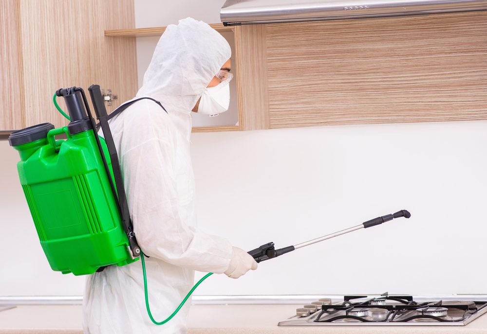 Rodent Repellent: Effective Ways to Keep Rodents Away